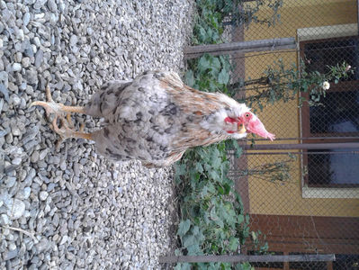 REFORMĂ Cocoș Rezervă Matcă SERIA III 2021 în Decembrie 2023 — [AMINTIRE]; Splash III = 4,020 kg.
(cântărit – marți, ‎12 ‎decembrie ‎2023 | fotografiat – duminică, ‎17 ‎decembrie ‎2023)
