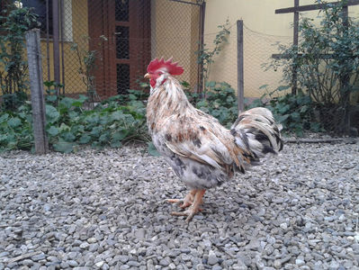 REFORMĂ Cocoș Rezervă Matcă SERIA III 2021 în Decembrie 2023 — [AMINTIRE]; Splash III = 4,020 kg.
(cântărit – marți, ‎12 ‎decembrie ‎2023 | fotografiat – duminică, ‎17 ‎decembrie ‎2023)
