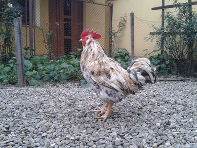 REFORMĂ Cocoș Rezervă Matcă SERIA III 2021 în Decembrie 2023 — [AMINTIRE]; Splash III = 4,020 kg.
(cântărit – marți, ‎12 ‎decembrie ‎2023 | fotografiat – duminică, ‎17 ‎decembrie ‎2023)
