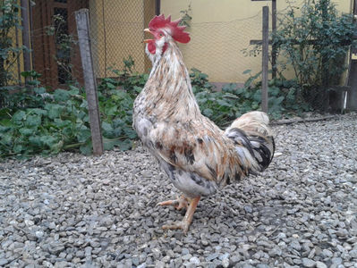 REFORMĂ Cocoș Rezervă Matcă SERIA III 2021 în Decembrie 2023 — [AMINTIRE]; Splash III = 4,020 kg.
(cântărit – marți, ‎12 ‎decembrie ‎2023 | fotografiat – duminică, ‎17 ‎decembrie ‎2023)
