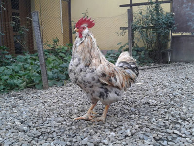 REFORMĂ Cocoș Rezervă Matcă SERIA III 2021 în Decembrie 2023 — [AMINTIRE]; Splash III = 4,020 kg.
(cântărit – marți, ‎12 ‎decembrie ‎2023 | fotografiat – duminică, ‎17 ‎decembrie ‎2023)
