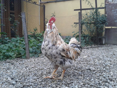 REFORMĂ Cocoș Rezervă Matcă SERIA III 2021 în Decembrie 2023 — [AMINTIRE]; Splash III = 4,020 kg.
(cântărit – marți, ‎12 ‎decembrie ‎2023 | fotografiat – duminică, ‎17 ‎decembrie ‎2023)
