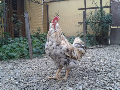 REFORMĂ Cocoș Rezervă Matcă SERIA III 2021 în Decembrie 2023 — [AMINTIRE]; Splash III = 4,020 kg.
(cântărit – marți, ‎12 ‎decembrie ‎2023 | fotografiat – duminică, ‎17 ‎decembrie ‎2023)
