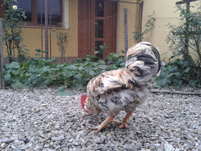 REFORMĂ Cocoș Rezervă Matcă SERIA III 2021 în Decembrie 2023 — [AMINTIRE]; Splash III = 4,020 kg.
(cântărit – marți, ‎12 ‎decembrie ‎2023 | fotografiat – duminică, ‎17 ‎decembrie ‎2023)
