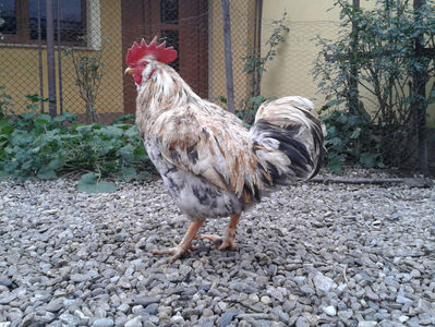 REFORMĂ Cocoș Rezervă Matcă SERIA III 2021 în Decembrie 2023 — [AMINTIRE]; Splash III = 4,020 kg.
(cântărit – marți, ‎12 ‎decembrie ‎2023 | fotografiat – duminică, ‎17 ‎decembrie ‎2023)
