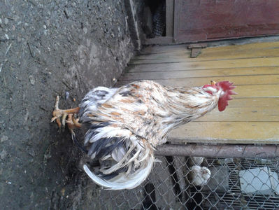 REFORMĂ Cocoș Rezervă Matcă SERIA III 2021 în Decembrie 2023 — [AMINTIRE]; Splash III = 4,020 kg.
(cântărit – marți, ‎12 ‎decembrie ‎2023 | fotografiat – duminică, ‎17 ‎decembrie ‎2023)
