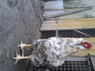 REFORMĂ Cocoș Rezervă Matcă SERIA III 2021 în Decembrie 2023 — [AMINTIRE]