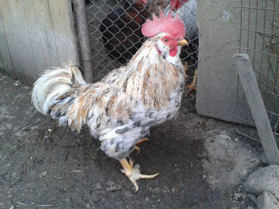 ; Splash III = 4,020 kg.
(cântărit – marți, ‎12 ‎decembrie ‎2023 | fotografiat – duminică, ‎17 ‎decembrie ‎2023)
