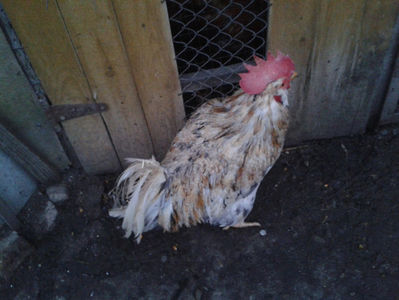 ; Splash III = 4,020 kg.
(cântărit – marți, ‎12 ‎decembrie ‎2023 | fotografiat – duminică, ‎17 ‎decembrie ‎2023)
