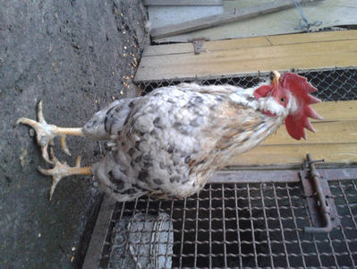 REFORMĂ Cocoș Rezervă Matcă SERIA III 2021 în Decembrie 2023 — [AMINTIRE]