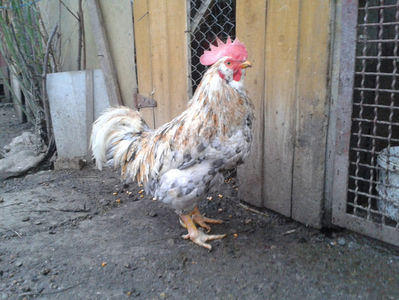 ; Splash III = 4,020 kg.
(cântărit – marți, ‎12 ‎decembrie ‎2023 | fotografiat – duminică, ‎17 ‎decembrie ‎2023)
