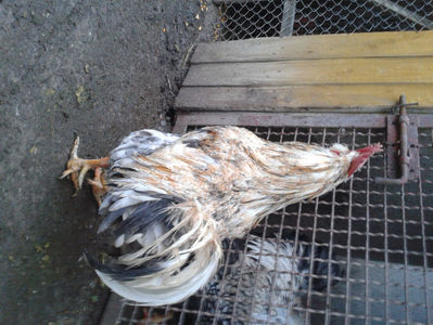 ; Splash III = 4,020 kg.
(cântărit – marți, ‎12 ‎decembrie ‎2023 | fotografiat – duminică, ‎17 ‎decembrie ‎2023)
