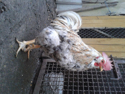 ; Splash III = 4,020 kg.
(cântărit – marți, ‎12 ‎decembrie ‎2023 | fotografiat – duminică, ‎17 ‎decembrie ‎2023)
