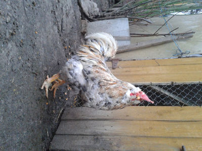 REFORMĂ Cocoș Rezervă Matcă SERIA III 2021 în Decembrie 2023 — [AMINTIRE]