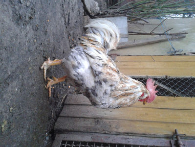 REFORMĂ Cocoș Rezervă Matcă SERIA III 2021 în Decembrie 2023 — [AMINTIRE]