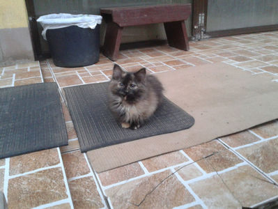 ; (MÂȚA CASEI | fotografiată – duminică, ‎17 ‎decembrie ‎2023)
