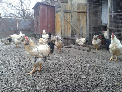 Inventar pui INCUBATOR I / 2023; S1 / 2023 Masculi = 3 fără + 4 barbă = 7 buc.
S1 / 2023 Femele = 2 fără + 4 barbă = 6 buc.
_______________________
Total = 13 buc.
(eclozați: vineri, 19 mai 2023, 16 : 30 — duminică, 21 mai 2023, 21 :
