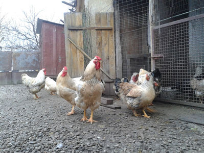 Inventar pui INCUBATOR I / 2023; S1 / 2023 Masculi = 3 fără + 4 barbă = 7 buc.
S1 / 2023 Femele = 2 fără + 4 barbă = 6 buc.
_______________________
Total = 13 buc.
(eclozați: vineri, 19 mai 2023, 16 : 30 — duminică, 21 mai 2023, 21 :
