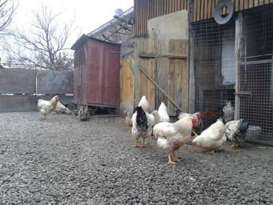 Pui SERIA I / 2023; Masculi = 3 fără + 4 barbă = 7 buc.
Femele = 2 fără + 4 barbă = 6 buc.
_______________________
Total = 13 buc.
(eclozați: vineri, 19 mai 2023, 16 : 30 — duminică, 21 mai 2023, 21 : 30 | fotografiați –
