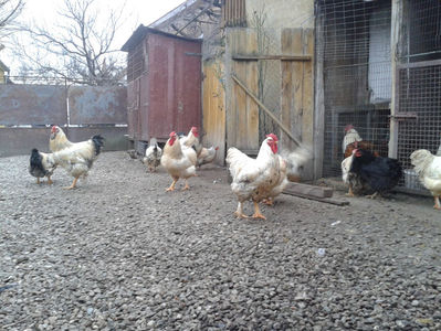 Pui SERIA I / 2023; Masculi = 3 fără + 4 barbă = 7 buc.
Femele = 2 fără + 4 barbă = 6 buc.
_______________________
Total = 13 buc.
(eclozați: vineri, 19 mai 2023, 16 : 30 — duminică, 21 mai 2023, 21 : 30 | fotografiați –
