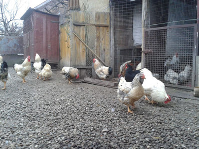 Pui SERIA I / 2023; Masculi = 3 fără + 4 barbă = 7 buc.
Femele = 2 fără + 4 barbă = 6 buc.
_______________________
Total = 13 buc.
(eclozați: vineri, 19 mai 2023, 16 : 30 — duminică, 21 mai 2023, 21 : 30 | fotografiați –

