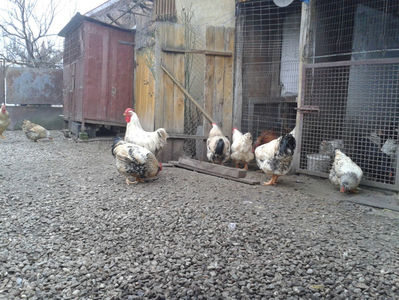 Pui SERIA I / 2023; Masculi = 3 fără + 4 barbă = 7 buc.
Femele = 2 fără + 4 barbă = 6 buc.
_______________________
Total = 13 buc.
(eclozați: vineri, 19 mai 2023, 16 : 30 — duminică, 21 mai 2023, 21 : 30 | fotografiați –
