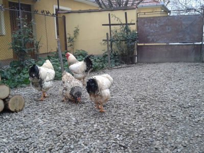 Pui SERIA I / 2023; Masculi = 3 fără + 4 barbă = 7 buc.
Femele = 2 fără + 4 barbă = 6 buc.
_______________________
Total = 13 buc.
(eclozați: vineri, 19 mai 2023, 16 : 30 — duminică, 21 mai 2023, 21 : 30 | fotografiați –

