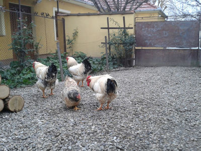 Pui SERIA I / 2023; Masculi = 3 fără + 4 barbă = 7 buc.
Femele = 2 fără + 4 barbă = 6 buc.
_______________________
Total = 13 buc.
(eclozați: vineri, 19 mai 2023, 16 : 30 — duminică, 21 mai 2023, 21 : 30 | fotografiați –

