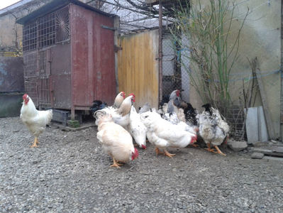 Inventar pui INCUBATOR II / 2023; I2 / 2023 Masculi = 4 fără + 5 barbă = 9 buc.
I2 / 2023 Femele = 5 fără + 7 barbă = 12 buc.
_______________________
Total = 21 buc.
(Eclozați: Joi, 22 iun. 2023, 15 : 00 — Sâm, 24 iun. 2023, 22 : 10 |
