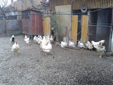 Inventar pui INCUBATOR II / 2023; I2 / 2023 Masculi = 4 fără + 5 barbă = 9 buc.
I2 / 2023 Femele = 5 fără + 7 barbă = 12 buc.
_______________________
Total = 21 buc.
(Eclozați: Joi, 22 iun. 2023, 15 : 00 — Sâm, 24 iun. 2023, 22 : 10 |
