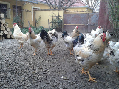 Inventar pui INCUBATOR II / 2023; I2 / 2023 Masculi = 4 fără + 5 barbă = 9 buc.
I2 / 2023 Femele = 5 fără + 7 barbă = 12 buc.
_______________________
Total = 21 buc.
(Eclozați: Joi, 22 iun. 2023, 15 : 00 — Sâm, 24 iun. 2023, 22 : 10 |
