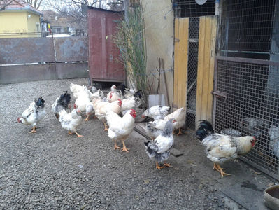Pui SERIA II / 2023 | Fotografiați – Sâm, 9 dec.; I2 / 2023 Masculi = 4 fără + 5 barbă = 9 buc.
I2 / 2023 Femele = 5 fără + 7 barbă = 12 buc.
_______________________
Total = 21 buc.
(Eclozați: Joi, 22 iun. 2023, 15 : 00 — Sâm, 24 iun. 2023, 22 : 10 |
