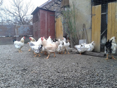 Pui SERIA II / 2023 | Fotografiați – Sâm, 9 dec.; I2 / 2023 Masculi = 4 fără + 5 barbă = 9 buc.
I2 / 2023 Femele = 5 fără + 7 barbă = 12 buc.
_______________________
Total = 21 buc.
(Eclozați: Joi, 22 iun. 2023, 15 : 00 — Sâm, 24 iun. 2023, 22 : 10 |
