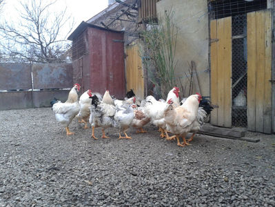 Pui SERIA II / 2023 | Fotografiați – Sâm, 9 dec.; I2 / 2023 Masculi = 4 fără + 5 barbă = 9 buc.
I2 / 2023 Femele = 5 fără + 7 barbă = 12 buc.
_______________________
Total = 21 buc.
(Eclozați: Joi, 22 iun. 2023, 15 : 00 — Sâm, 24 iun. 2023, 22 : 10 |
