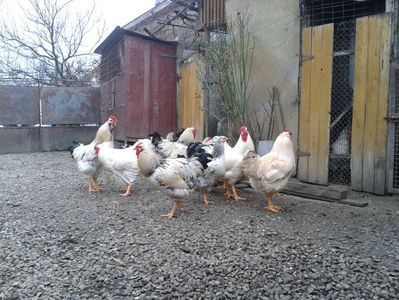 Pui SERIA II / 2023 | Fotografiați – Sâm, 9 dec.; I2 / 2023 Masculi = 4 fără + 5 barbă = 9 buc.
I2 / 2023 Femele = 5 fără + 7 barbă = 12 buc.
_______________________
Total = 21 buc.
(Eclozați: Joi, 22 iun. 2023, 15 : 00 — Sâm, 24 iun. 2023, 22 : 10 |
