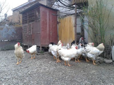 Pui SERIA II / 2023 | Fotografiați – Sâm, 9 dec.; I2 / 2023 Masculi = 4 fără + 5 barbă = 9 buc.
I2 / 2023 Femele = 5 fără + 7 barbă = 12 buc.
_______________________
Total = 21 buc.
(Eclozați: Joi, 22 iun. 2023, 15 : 00 — Sâm, 24 iun. 2023, 22 : 10 |
