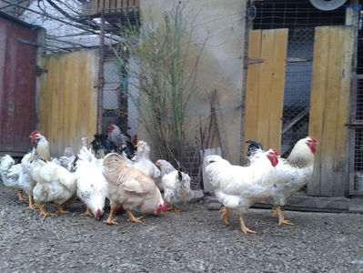 20Pui SERIA II / 2023 | Fotografiați – Sâm, 9 dec.231209_152123(0); I2 / 2023 Masculi = 4 fără + 5 barbă = 9 buc.
I2 / 2023 Femele = 5 fără + 7 barbă = 12 buc.
_______________________
Total = 21 buc.
(Eclozați: Joi, 22 iun. 2023, 15 : 00 — Sâm, 24 iun. 2023, 22 : 10 |
