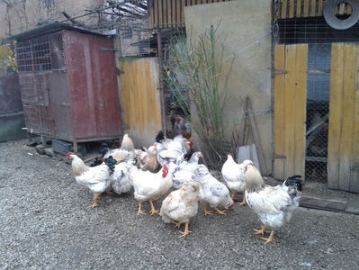 Pui SERIA II / 2023 | Fotografiați – Sâm, 9 dec.; I2 / 2023 Masculi = 4 fără + 5 barbă = 9 buc.
I2 / 2023 Femele = 5 fără + 7 barbă = 12 buc.
_______________________
Total = 21 buc.
(Eclozați: Joi, 22 iun. 2023, 15 : 00 — Sâm, 24 iun. 2023, 22 : 10 |
