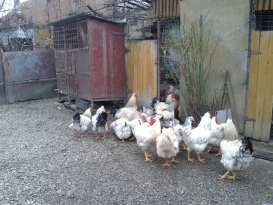 Pui SERIA II / 2023 | Fotografiați – Sâm, 9 dec.; I2 / 2023 Masculi = 4 fără + 5 barbă = 9 buc.
I2 / 2023 Femele = 5 fără + 7 barbă = 12 buc.
_______________________
Total = 21 buc.
(Eclozați: Joi, 22 iun. 2023, 15 : 00 — Sâm, 24 iun. 2023, 22 : 10 |
