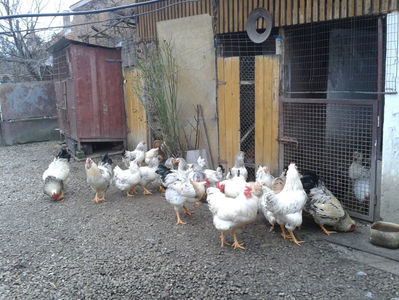 Pui SERIA II / 2023 | Fotografiați – Sâm, 9 dec.; I2 / 2023 Masculi = 4 fără + 5 barbă = 9 buc.
I2 / 2023 Femele = 5 fără + 7 barbă = 12 buc.
_______________________
Total = 21 buc.
(Eclozați: Joi, 22 iun. 2023, 15 : 00 — Sâm, 24 iun. 2023, 22 : 10 |
