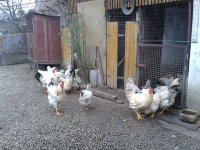 Pui SERIA II / 2023 | Fotografiați – Sâm, 9 dec.; I2 / 2023 Masculi = 4 fără + 5 barbă = 9 buc.
I2 / 2023 Femele = 5 fără + 7 barbă = 12 buc.
_______________________
Total = 21 buc.
(Eclozați: Joi, 22 iun. 2023, 15 : 00 — Sâm, 24 iun. 2023, 22 : 10 |
