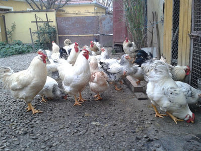 Pui SERIA II / 2023 | Fotografiați – Sâm, 9 dec.; I2 / 2023 Masculi = 4 fără + 5 barbă = 9 buc.
I2 / 2023 Femele = 5 fără + 7 barbă = 12 buc.
_______________________
Total = 21 buc.
(Eclozați: Joi, 22 iun. 2023, 15 : 00 — Sâm, 24 iun. 2023, 22 : 10 |
