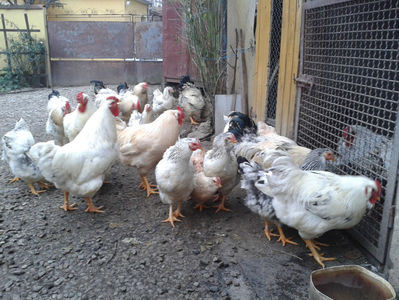 Pui SERIA II / 2023 | Fotografiați – Sâm, 9 dec.; I2 / 2023 Masculi = 4 fără + 5 barbă = 9 buc.
I2 / 2023 Femele = 5 fără + 7 barbă = 12 buc.
_______________________
Total = 21 buc.
(Eclozați: Joi, 22 iun. 2023, 15 : 00 — Sâm, 24 iun. 2023, 22 : 10 |
