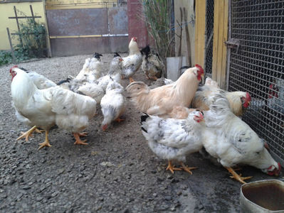 Pui SERIA II / 2023 | Fotografiați – Sâm, 9 dec.; I2 / 2023 Masculi = 4 fără + 5 barbă = 9 buc.
I2 / 2023 Femele = 5 fără + 7 barbă = 12 buc.
_______________________
Total = 21 buc.
(Eclozați: Joi, 22 iun. 2023, 15 : 00 — Sâm, 24 iun. 2023, 22 : 10 |
