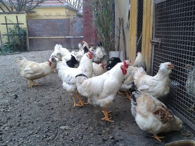 Pui SERIA II / 2023 | Fotografiați – Sâm, 9 dec.; I2 / 2023 Masculi = 4 fără + 5 barbă = 9 buc.
I2 / 2023 Femele = 5 fără + 7 barbă = 12 buc.
_______________________
Total = 21 buc.
(Eclozați: Joi, 22 iun. 2023, 15 : 00 — Sâm, 24 iun. 2023, 22 : 10 |
