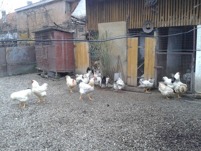 Pui SERIA II / 2023 | Fotografiați – Sâm, 9 dec.; I2 / 2023 Masculi = 4 fără + 5 barbă = 9 buc.
I2 / 2023 Femele = 5 fără + 7 barbă = 12 buc.
_______________________
Total = 21 buc.
(Eclozați: Joi, 22 iun. 2023, 15 : 00 — Sâm, 24 iun. 2023, 22 : 10 |
