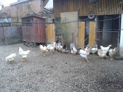Pui SERIA II / 2023 | Fotografiați – Sâm, 9 dec.; I2 / 2023 Masculi = 4 fără + 5 barbă = 9 buc.
I2 / 2023 Femele = 5 fără + 7 barbă = 12 buc.
_______________________
Total = 21 buc.
(Eclozați: Joi, 22 iun. 2023, 15 : 00 — Sâm, 24 iun. 2023, 22 : 10 |
