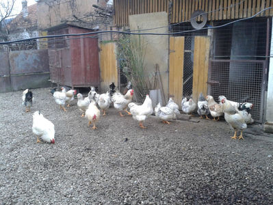 Pui SERIA II / 2023 | Fotografiați – Sâm, 9 dec.; I2 / 2023 Masculi = 4 fără + 5 barbă = 9 buc.
I2 / 2023 Femele = 5 fără + 7 barbă = 12 buc.
_______________________
Total = 21 buc.
(Eclozați: Joi, 22 iun. 2023, 15 : 00 — Sâm, 24 iun. 2023, 22 : 10 |
