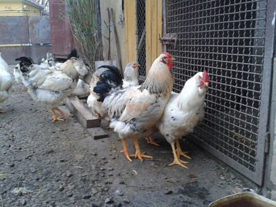 Pui SERIA II / 2023 | Fotografiați – Sâm, 9 dec.; I2 / 2023 Masculi = 4 fără + 5 barbă = 9 buc.
I2 / 2023 Femele = 5 fără + 7 barbă = 12 buc.
_______________________
Total = 21 buc.
(Eclozați: Joi, 22 iun. 2023, 15 : 00 — Sâm, 24 iun. 2023, 22 : 10 |
