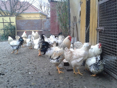 Pui SERIA II / 2023 | Fotografiați – Sâm, 9 dec.; I2 / 2023 Masculi = 4 fără + 5 barbă = 9 buc.
I2 / 2023 Femele = 5 fără + 7 barbă = 12 buc.
_______________________
Total = 21 buc.
(Eclozați: Joi, 22 iun. 2023, 15 : 00 — Sâm, 24 iun. 2023, 22 : 10 |
